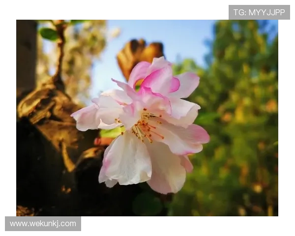 《海棠依旧》:一曲时代悲歌,一段家国情深